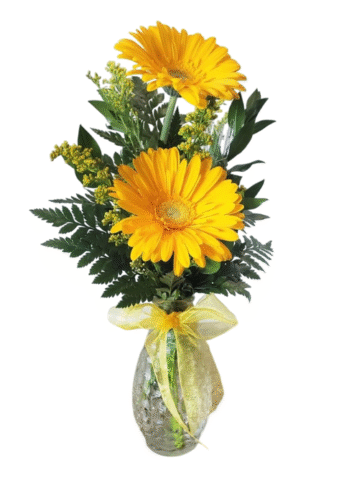Dúo de Gerberas Amarillas